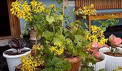 Image result for Senecio deltoideus