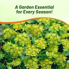 Image result for Bupleurum rotundifolium