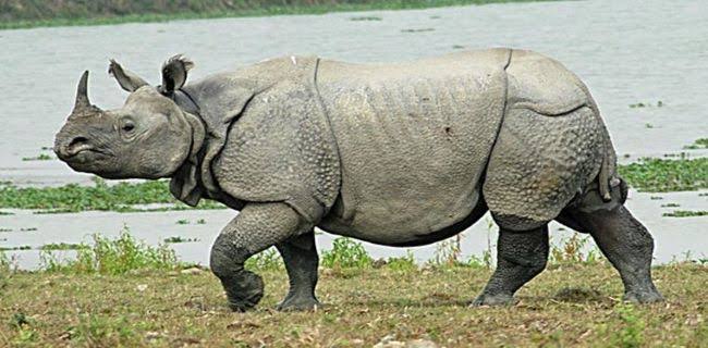 Hasil gambar untuk badak bercula satu