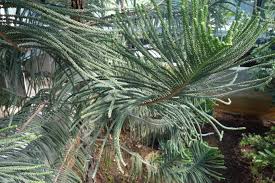 Image result for Arauk rie Araucaria