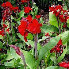 Pin On Gardening