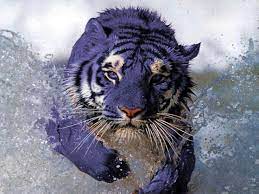 The Maltese Tiger Or Blue Tiger Is A Semi Hypothetical Coloration Morph Of A Tiger Reported Mostly In The Fuji Tiger Pictures Animals Beautiful Animals Wild