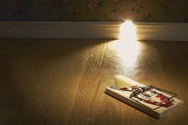 Kurato adalah umpan yang paling disukai tikus. Menghilangkan Tikus Dan Tikus Dengan Perangkap Dan Umpan 2021 Ulang Tahun