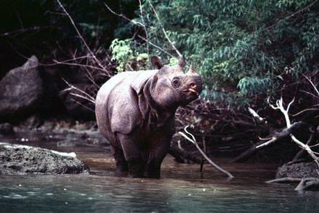 Hasil gambar untuk Debus And Rhinos"