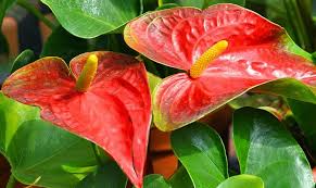 Some gardeners consider this holiday season houseplant a bit finicky. The Heart Shaped Flower Anthurium