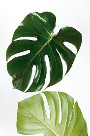 Download Premium Image Of Monstera Delicosa Plant Leaf On An Off White In 2020 Plant Leaves Plants Image