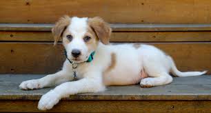 In 2018, the organization approved 80 percent of applicants who. How Much Does A Dog Cost Our Guide To Canine Expenses N26