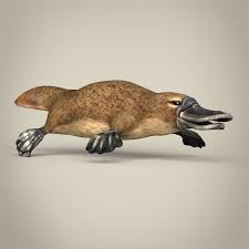 Low Poly Realistic Platypus Poly Realistic Platypus Low Poly Poly Realistic
