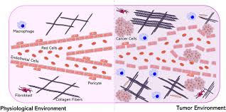 Maura passed away on month day 2002, at age 76 at death place. Frontiers Biodegradable Polymeric Nanoparticles For Drug Delivery To Solid Tumors Pharmacology