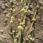 Image result for Leucas deflexa