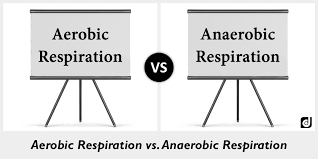 Difference Between Aerobic And Anaerobic Respiration Anaerobic Respiration Aerobics Biology