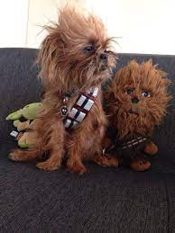 19 Dogs Dressed As Your Favorite Star Wars Characters Chewbacca Dog Pet Costumes Cute Animals
