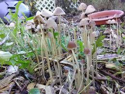 Psilocybe semilanceata (liberty cap) is a psychedelic mushroom that contains the psychoactive compound psilocybin. Psilocybe Semilanceata More Pics And Info In Comments Shroomid