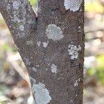 Image result for Mystroxylon