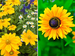 A perennial flower that is super easy to grow. Annual Vs Perennial A Harmony Of Differences Make A Gorgeous Garden Westlake Ace Hardware