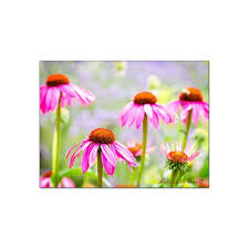 Wandbild Sommerreigen Mit Rotem Sonnenhut Blumenbild Blume Blute Wandbild Kunst Natur Flowers Echinacea Garten Fot Blumen Bilder Blumenbilder Blumen