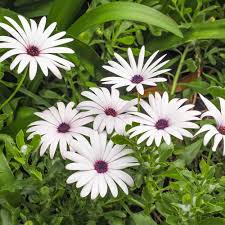 Image result for foto Osteospermum