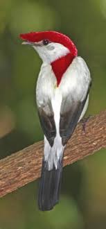 Black Bird With White Wing Tips And Tail Cool White Accented With A Red Cap And Black Tipped Tail And Wings This Is One Beautiful Bird Rainforest Birds Beautiful Birds Nature Birds