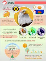Eyes And Colors How Birds See The World Infographic Birds Bird Control