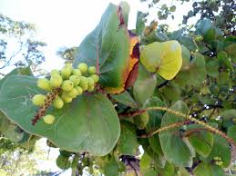 Raisins Guadeloupe Caribbean Art Tropical Fruits Fruit