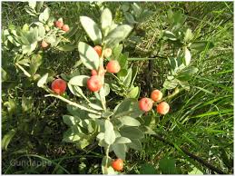 Image result for Osyris