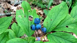 Image result for Blue Cohosh