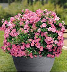 Can you plant rosier miniature roses outside? Rosier Miniature Intropi Plante En Ligne
