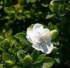 Gardenia Jasminoides Crown Jewel Pbr Gardenia Gardenia Plant Gardenia Flower Crown