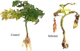 Image result for tomato seedling fusarium wilt