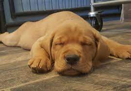 Our puppies are raised in our home. Daisy Mountain Labs