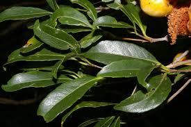 Image result for Elaeodendron