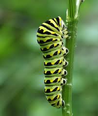Black And Red Spiky Caterpillar California Caterpillars Of Ontario Inaturalist