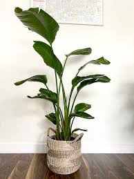 Hij wordt echter veel groter dan zijn broertje, tot wel 9 meter hoogte met grote witte bloemen. Strelitzia Nicolai How To Be Successful With The Giant White Bird Of Paradise My Tasteful Space