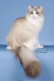 Catscenterstage Breed Profile The Ragdoll