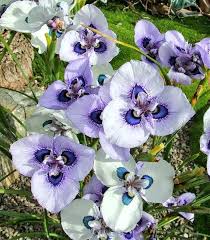 Image result for Moraea verdickii