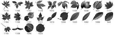 .photoshop leaf brushes are all free to download and use for personal projects, however, please check license agreements for commercial use.thanks to all designers for these high quality leaf. 24 Free Leaves Photoshop Brushes Photoshop Brushes