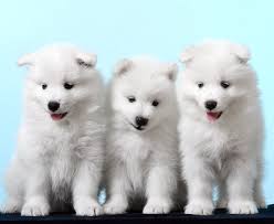 Bis 57 cm / 30 kg beschreibung die heimat der klassischen schlittenhunderassen passt ein samojede zu mir? Der Samojede Unser Rassenportrat Modern Dogs De
