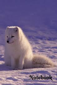 Aug 04, 2021 · to draw a wolf, start by drawing an oval for the body and circles for each of the leg joints. Cute And Cuddly Arctic Wolf Notebook Amazing And Useful Wolf Notebook For All Lovers Of These Majestic Animals Joy Printing Owthorne 9781070837925 Amazon Com Books