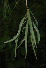 Image result for Boscia salicifolia