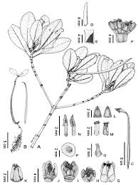 Image result for Ceriops