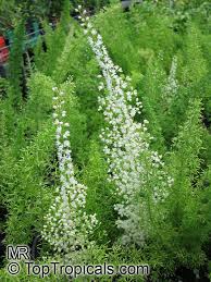 Asparagus densiflorus 'myersii' (foxtail fern). Asparagus Densiflorus Protasparagus Densiflorus Emerald Asparagus Fern Fox Tail Toptropicals Com