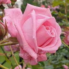 Across (6 cm), packed with up to 25 petals. Coral Dawn Climbing Rose Peter Beales Roses The World Leaders In Shrub Climbing Rambling And Standard Classic Roses