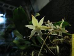 Image result for Summerhayesia