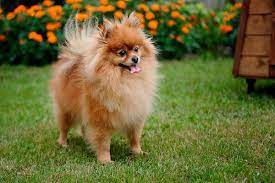 Que Hacer Para Adoptar Un Pomerania