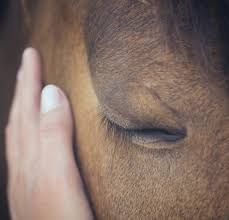 Ideally, you'll want to buy one that fits your needs. Health4horses Access The Hendra Registry Easily Look Up The Hendra Vaccination Status Of Horses Across Australia Zoetis