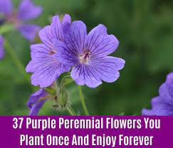 Maybe you would like to learn more about one of these? 37 Purple Perennial Flowers You Plant Once And Enjoy Forever