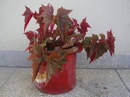 Image result for Begonia poculifera