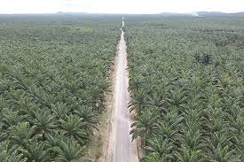 Oil palm india job details : Do Oil Palm Plantations Cause Water Scarcity Opinion The Jakarta Post