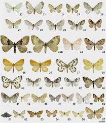 Image result for Trichopteryx