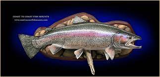 Below are images of rainbow trout skin mounts & trout replicas. Rainbow Trout Fish Mounts Replicas By Coast To Coast Fish Mounts